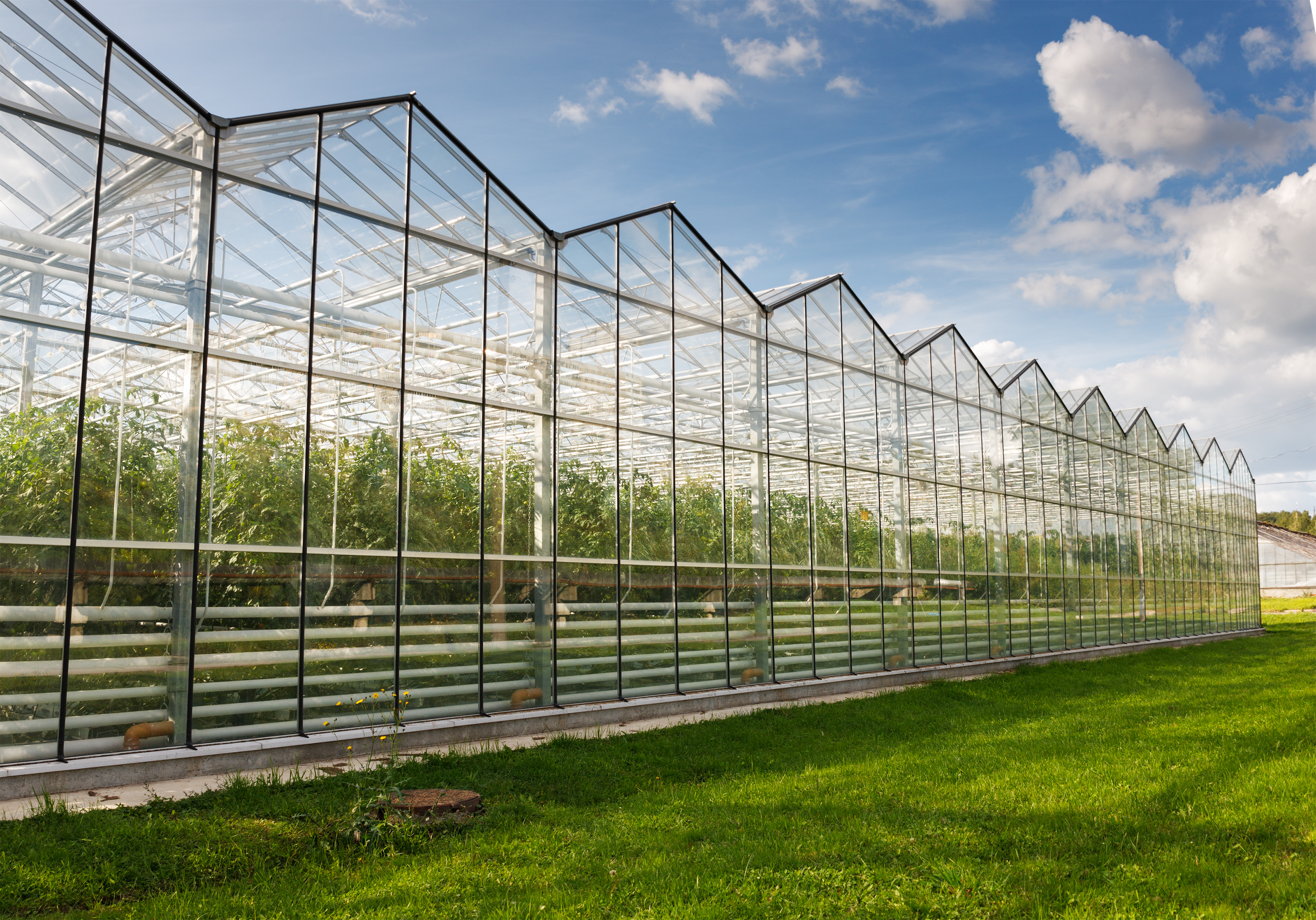 tomato greenhouses against the blue sky